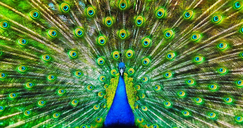 America's Best Zoos in Photos