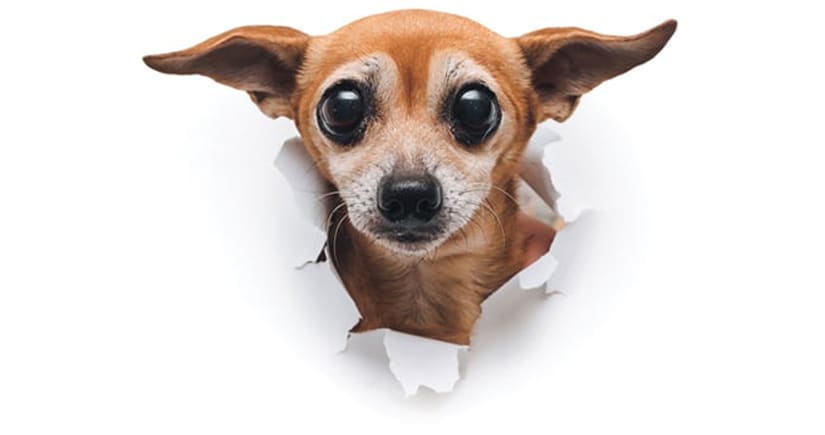 How To Help Your Dog Live Longer